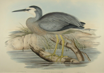 John Gould's Birds of Australia